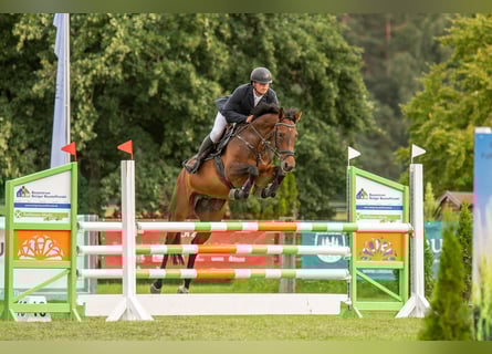 Hanoverian, Mare, 8 years, 16 hh, Bay-Dark