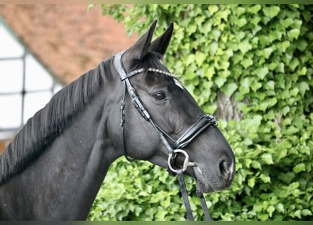 Hanoverian, Mare, 8 years, 16 hh, Black