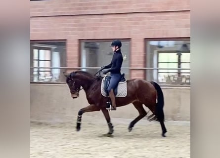 Hanoverian, Mare, 8 years, 16 hh, Brown