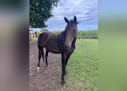 Hanoverian, Mare, 8 years, 16 hh, Brown