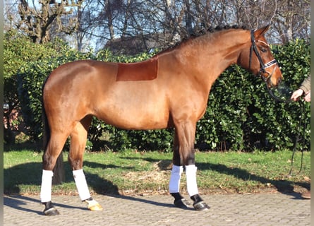 Hanoverian, Mare, 8 years, 16 hh, Brown