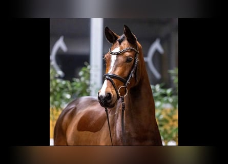 Hanoverian, Mare, 8 years, 16 hh, Brown