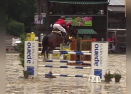 Hanoverian, Mare, 8 years, 16 hh, Brown Hanoverian, Mare, 8 years, 16 hh, Brown