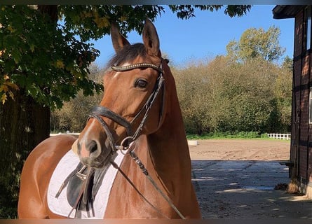 Hanoverian, Mare, 8 years, 16 hh, Brown