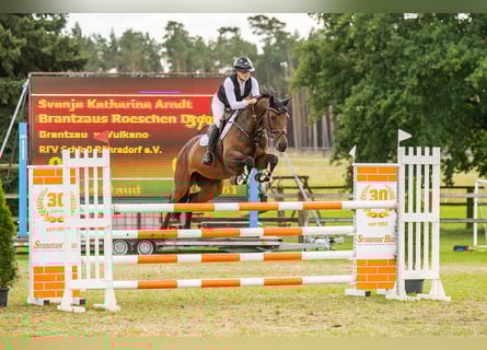 Hanoverian, Mare, 8 years, 16 hh, Brown