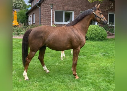 Hanoverian, Mare, 8 years, 16 hh, Chestnut