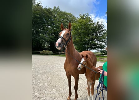 Hanoverian, Mare, 8 years, 16 hh, Chestnut-Red