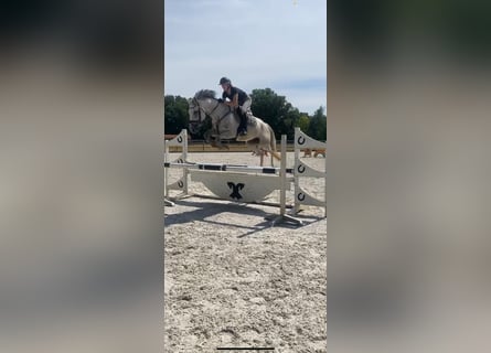 Hanoverian, Mare, 8 years, 16 hh, Gray