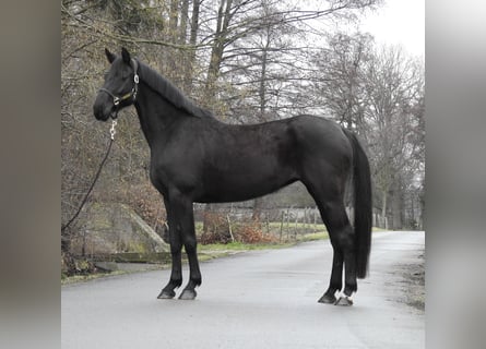 Hanoverian, Mare, 8 years, 16,1 hh, Black