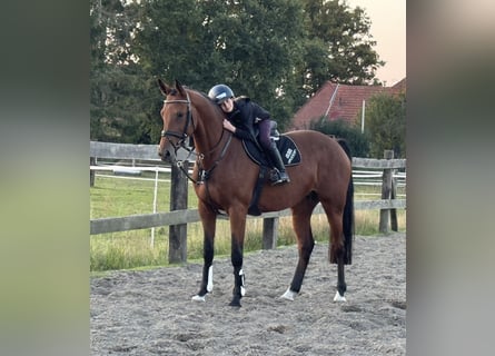 Hanoverian, Mare, 8 years, 16,1 hh, Brown