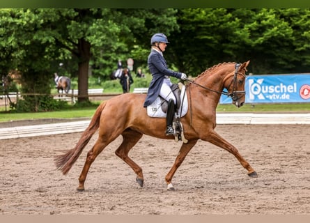 Hanoverian, Mare, 8 years, 16,1 hh, Chestnut