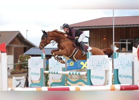 Hanoverian, Mare, 8 years, 16,1 hh, Chestnut-Red