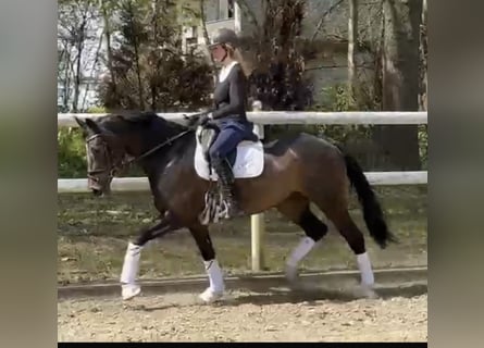 Hanoverian, Mare, 8 years, 16,2 hh, Bay-Dark