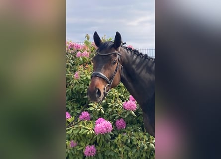 Hanoverian, Mare, 8 years, 16,2 hh, Bay-Dark