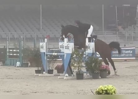 Hanoverian, Mare, 8 years, 16,2 hh, Bay-Dark