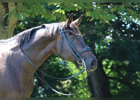 Hanoverian, Mare, 8 years, 16,2 hh, Brown