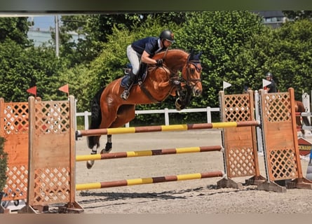 Hanoverian, Mare, 8 years, 16,2 hh, Brown