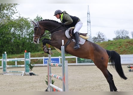 Hanoverian, Mare, 8 years, 16,2 hh, Brown