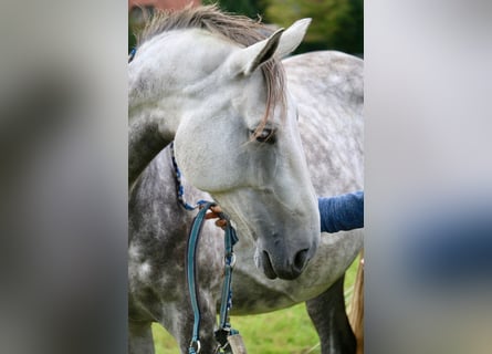 Hanoverian, Mare, 8 years, 16,2 hh, Grey-Dapple