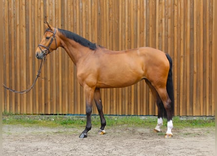 Hanoverian, Mare, 8 years, 16,3 hh, Brown