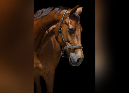 Hanoverian, Mare, 8 years, 17,1 hh, Chestnut