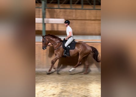 Hanoverian, Mare, 8 years, 17,1 hh, Chestnut-Red