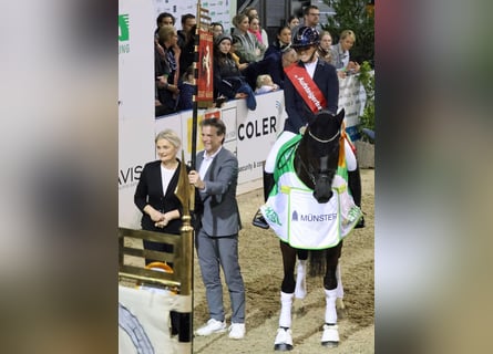Hanoverian, Mare, 8 years, 17 hh, Black