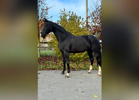 Hanoverian, Mare, 9 years, 16,1 hh, Black