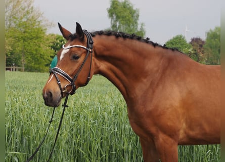 Hanoverian, Mare, 9 years, 16,1 hh, Brown