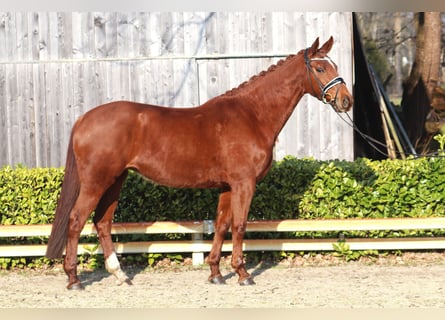 Hanoverian, Mare, 9 years, 16,1 hh, Chestnut