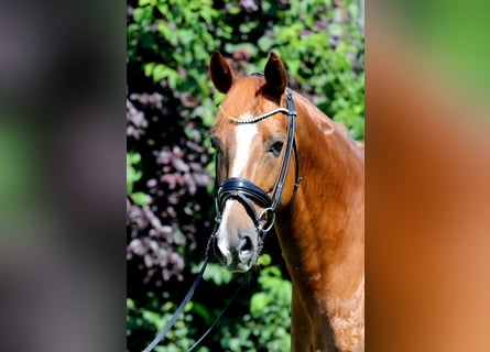 Hanoverian, Mare, 9 years, 16.1 hh, Chestnut-Red