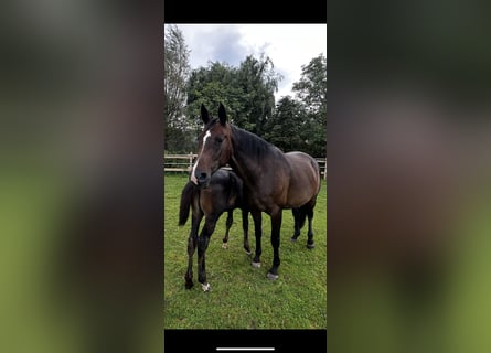 Hanoverian, Mare, 9 years, 16,1 hh, Smoky-Black