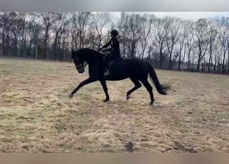 Hanoverian, Mare, 9 years, 16,2 hh, Bay-Dark