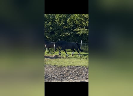 Hanoverian, Mare, 9 years, 16.2 hh, Black