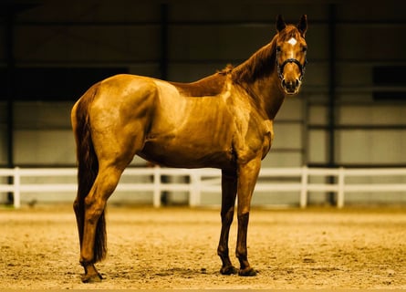 Hanoverian, Mare, 9 years, 16,2 hh, Chestnut