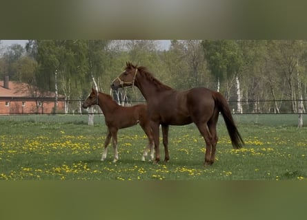Hanoverian, Mare, 9 years, 16.2 hh, Chestnut-Red