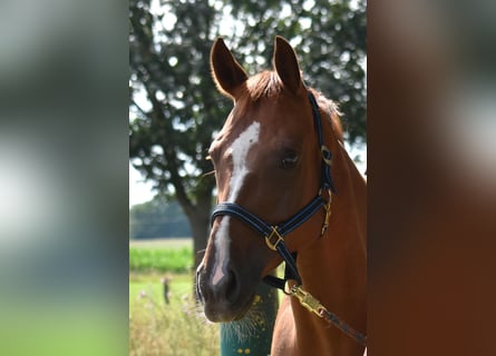 Hanoverian, Mare, 9 years, 16.3 hh, Chestnut-Red
