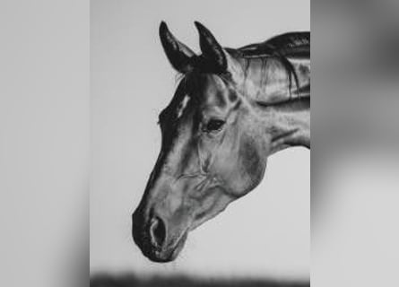 Hanoverian, Mare, 9 years, 16 hh, Bay-Dark