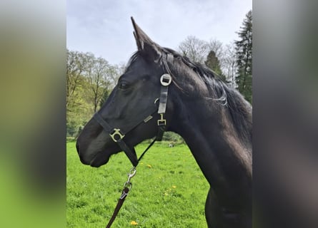 Hanoverian, Mare, 9 years, 16 hh, Black