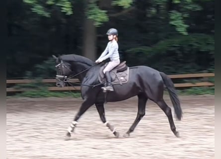 Hanoverian, Mare, 9 years, 16 hh, Black