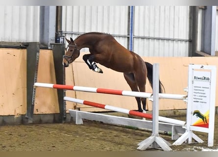 Hanoverian, Mare, 9 years, 16 hh, Brown
