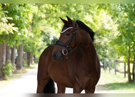Hanoverian, Mare, 9 years, 16 hh, Brown
