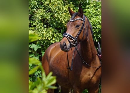 Hanoverian, Mare, 9 years, 16 hh, Brown