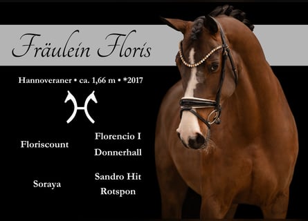 Hanoverian, Mare, 9 years, 16,1 hh, Bay-Dark