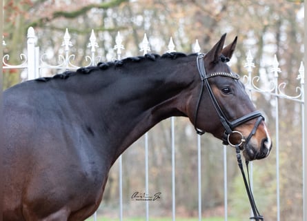 Hanoverian, Mare, 9 years, 16,1 hh, Bay-Dark