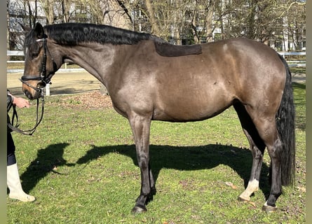 Hanoverian, Mare, 9 years, 16,1 hh, Bay-Dark