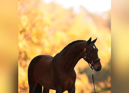 Hanoverian, Mare, 9 years, 16,1 hh, Brown