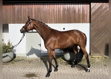 Hanoverian, Mare, 9 years, 16,1 hh, Brown