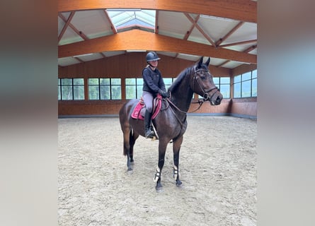 Hanoverian, Mare, 9 years, 16,1 hh, Brown