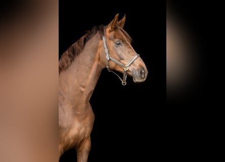 Hanoverian, Mare, 9 years, 16,1 hh, Chestnut
